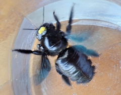 Xylocopa fimbriata