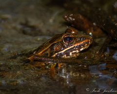 Lithobates kauffeldi