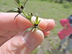 Buglossoides arvensis