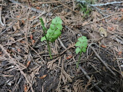 Botrychium crenulatum