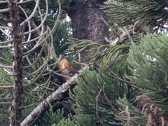 Turdus chrysolaus