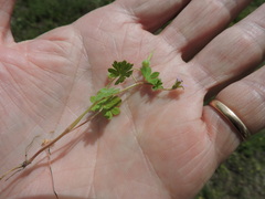 Geranium molle