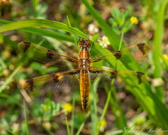 Libellula semifasciata