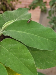 Homalodisca liturata