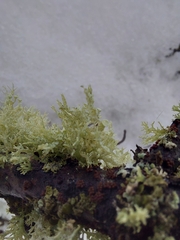 Ramalina americana