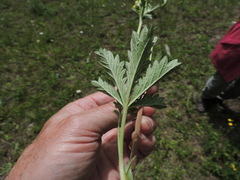 Potentilla gracilis fastigiata