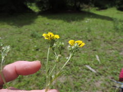 Potentilla gracilis fastigiata