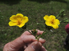 Potentilla gracilis fastigiata