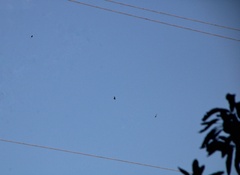 Parabuteo unicinctus