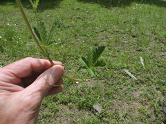 Potentilla gracilis fastigiata