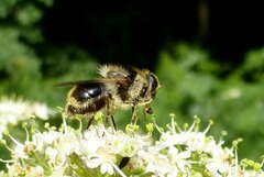 Cheilosia illustrata