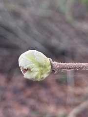 Phytoptus avellanae