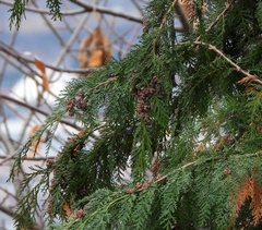 Chamaecyparis lawsoniana