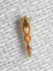 Zygina flammigera