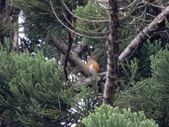 Turdus chrysolaus