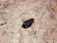 Euthyrrhapha pacifica