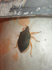 Tynacantha marginata