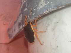 Tynacantha marginata