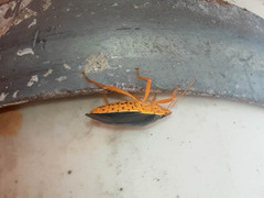 Tynacantha marginata