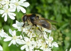 Cheilosia illustrata