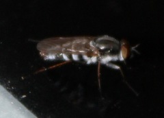 Ozodiceromyia notata