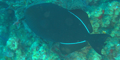 Melichthys niger