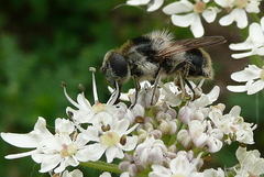 Cheilosia illustrata