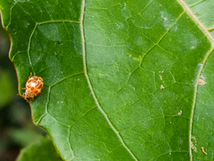 Psyllobora lutescens