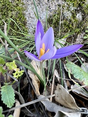 Crocus carpetanus