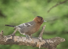 Melaniparus fringillinus