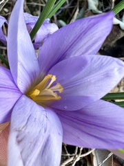 Crocus carpetanus