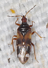 Anthocoris nemoralis