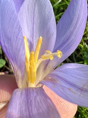 Crocus carpetanus
