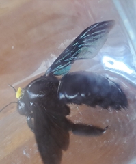 Xylocopa fimbriata