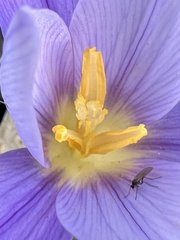 Crocus carpetanus