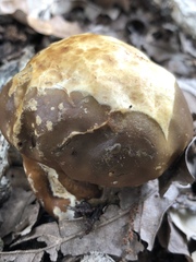 Mycenastrum corium