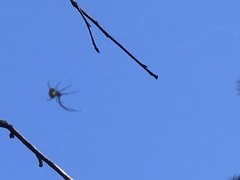 Leucauge argyrobapta