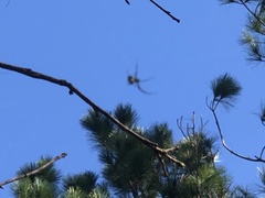 Leucauge argyrobapta