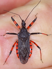 Rhynocoris annulatus