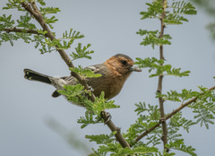 Melaniparus fringillinus