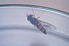 Episyrphus balteatus