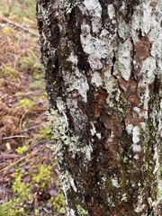 Sphaerophorus globosus