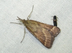 Synaphe punctalis
