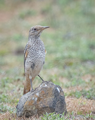 Monticola saxatilis