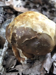 Mycenastrum corium