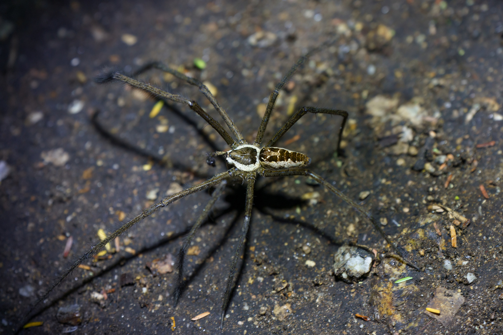 Tetragonophthalma