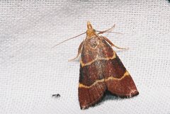 Hypsopygia rubidalis