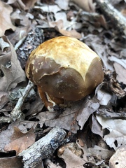 Mycenastrum corium
