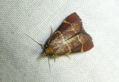 Hypsopygia rubidalis