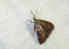 Hypsopygia rubidalis